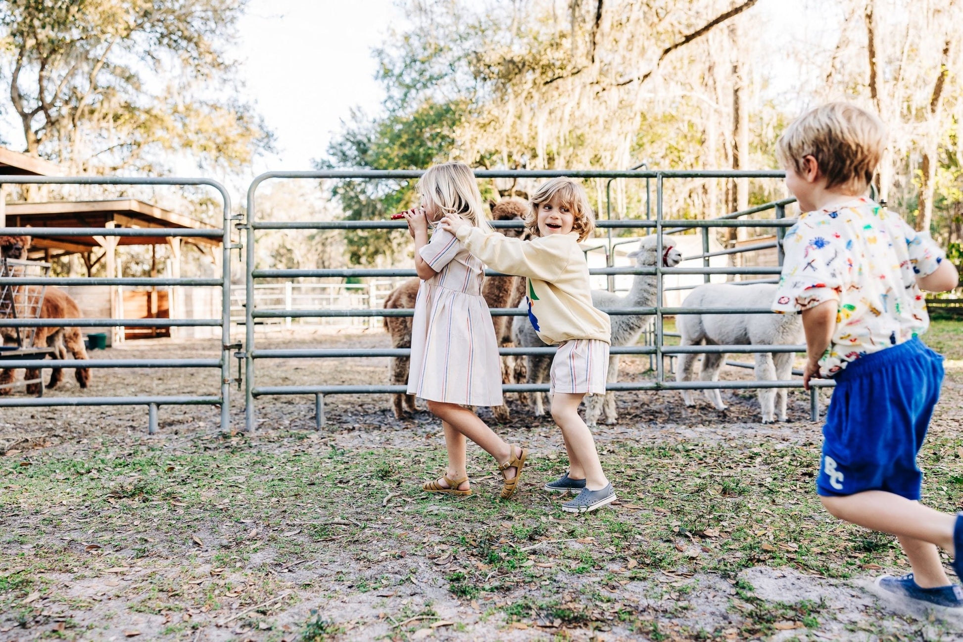 BC Terry Bermuda Shorts - Bobo Choses